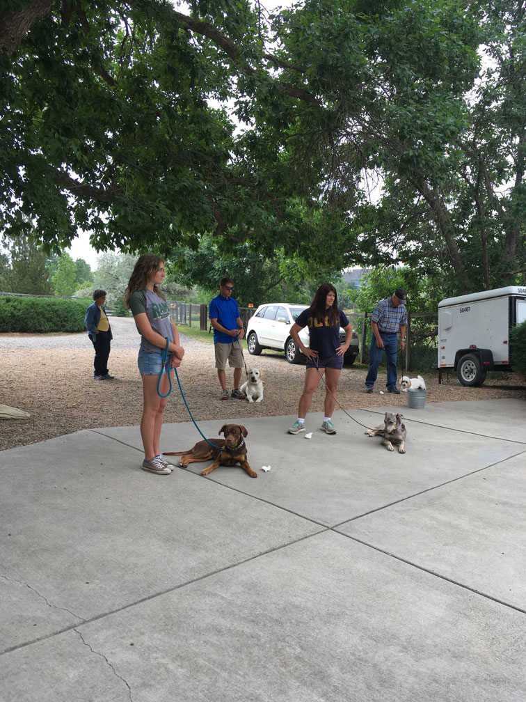 Professional Dog Training Dog Training Programs